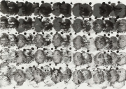 Rübe 24.8.16 IV,  Tusche auf Papier, 49,9 x 69,9 cm